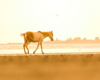 Horse standing on beach