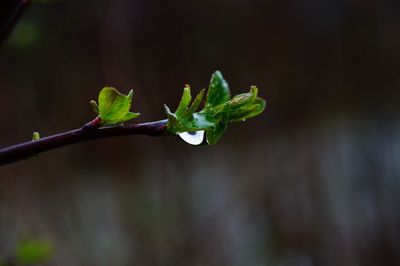 Close-up of green leaves