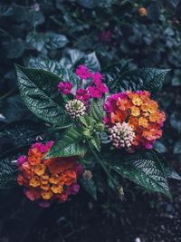 High angle view of flowering plant