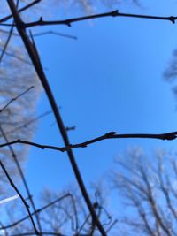Low angle view of branches against clear sky