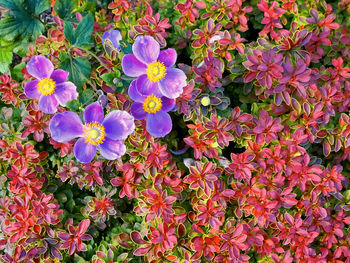 High angle view of flowers blooming outdoors