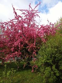 Low angle view of pink flowers on tree