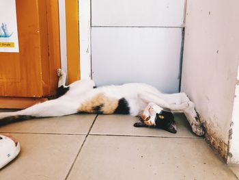 Cat sleeping on floor