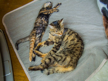 High angle view of cats sleeping on fabric 