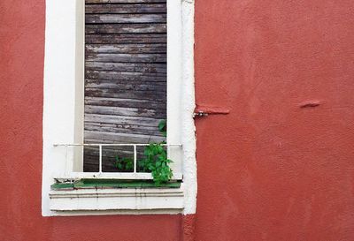 Close-up of plant growing through boarded window