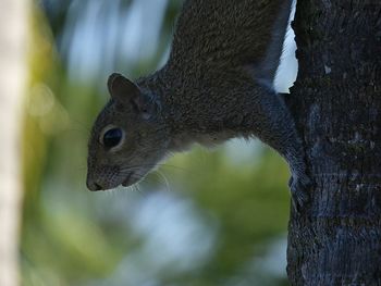 Close-up of squirrel