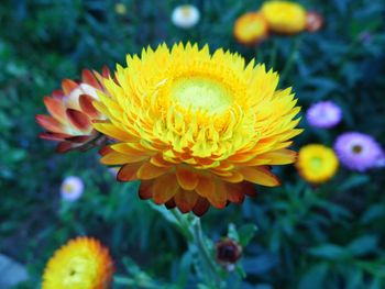 Close-up of yellow flower blooming outdoors