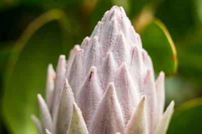 Close-up of cactus flower