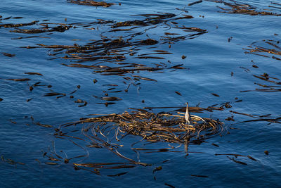 High angle view of birds in lake