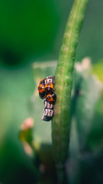 Close-up of insect on leaf