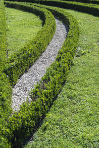 High angle view of grass