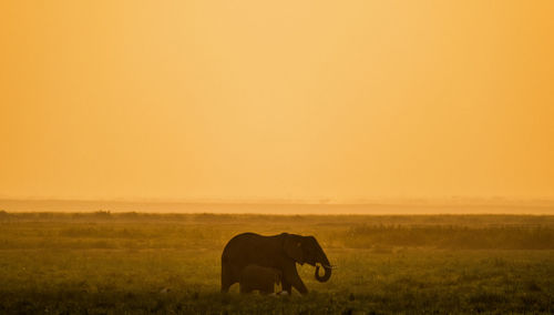 African elephant, wildlife scene in nature habitat
