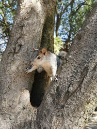 Close-up of squirrel on tree trunk