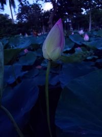 Close-up of lotus water lily