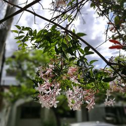 Close-up of flowering plant against tree