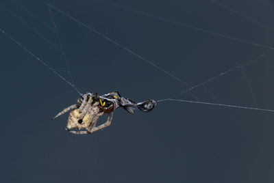 Close-up of spider on web