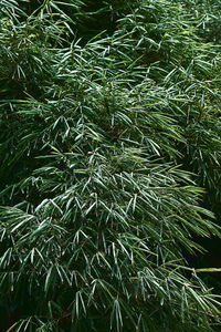 Full frame shot of bamboo trees