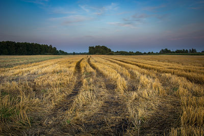 Traces of wheels on the field, horizon and colorful evening sky