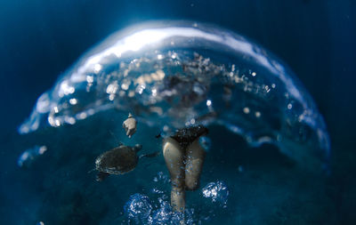 Close-up of jellyfish swimming in sea