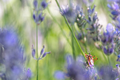 Close-up of insect on purple flowering plant