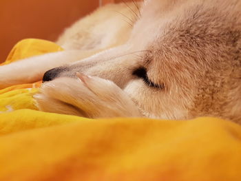 Close-up of dog sleeping