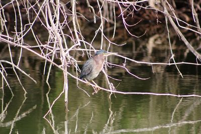 Close-up of bird perching on bare tree