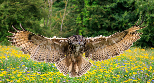 Great wall of a bird flying