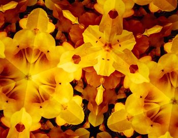 Full frame shot of yellow flowers