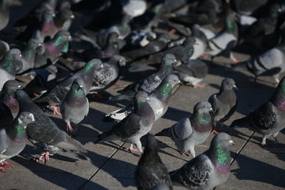 High angle view of pigeons perching on street