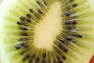 Close-up of kiwi