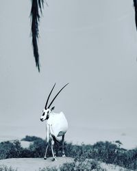 View of horse on field against sky