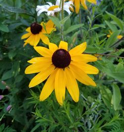 Close-up of yellow flower blooming on field