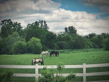 Horses grazing on field against sky