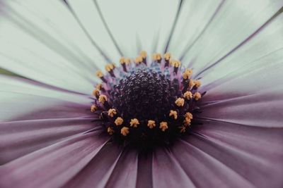 Close-up of purple flower