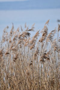 Close-up of wheat growing on field against sky