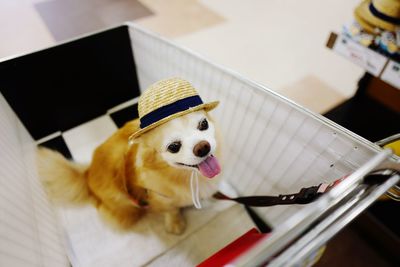 High angle view of dog wearing hat sitting in shopping cart