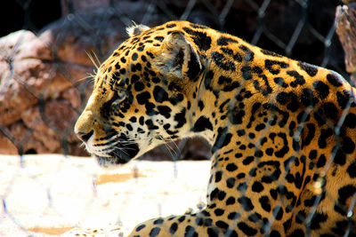 Close up of a turtle