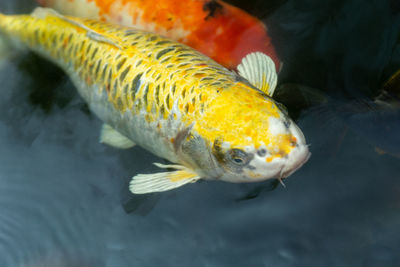 Close-up of fish swimming in sea