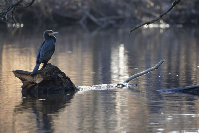 Bird perching on driftwood in lake