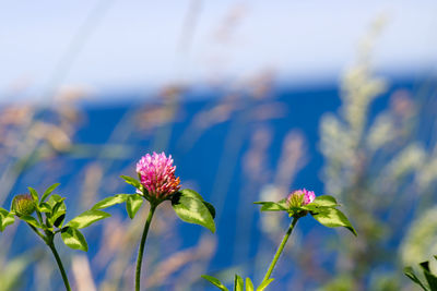 Close-up of pink flowering plant