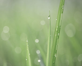 Close-up of water drops on grass