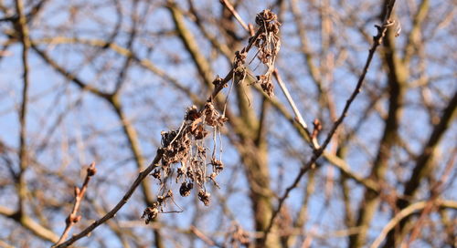 Close-up of pine cones on branch