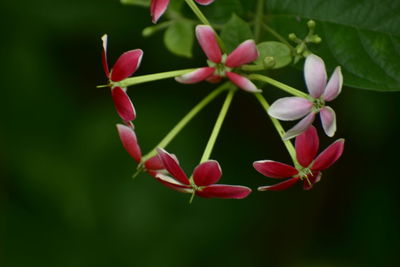 Close-up of pink flowering plant