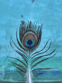 Close-up of peacock feathers