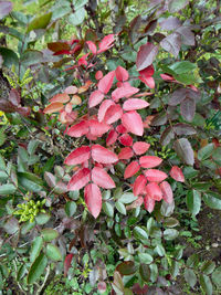 Close-up of pink flowering plants