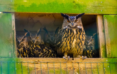 Portrait of birds in zoo