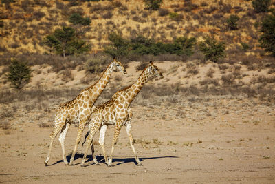 Giraffes on field