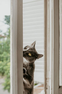 Nice silver gray cat and yellow eyes playing on the window ledge looking at camera.