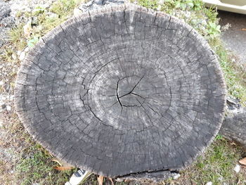 Close-up of tree stump