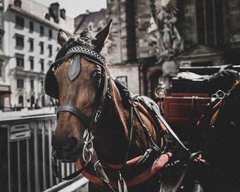 Horse cart in a city